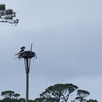 Audubon Bird Sanctuary - Nesting eagles - Parks Near Me - Dauphin Island, Alabama Audubon Bird Sanctuary - Nesting eagles - Parks Near Me - Dauphin Island, Alabama