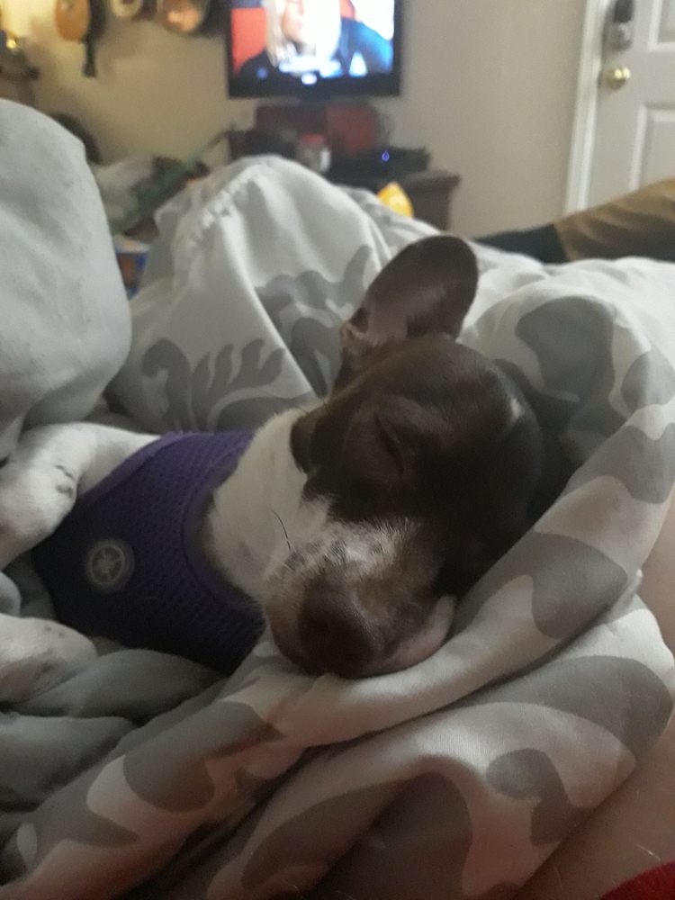 CLOVER PARK VETERINARY HOSPITAL 20 Reviews 6129 100th St SW