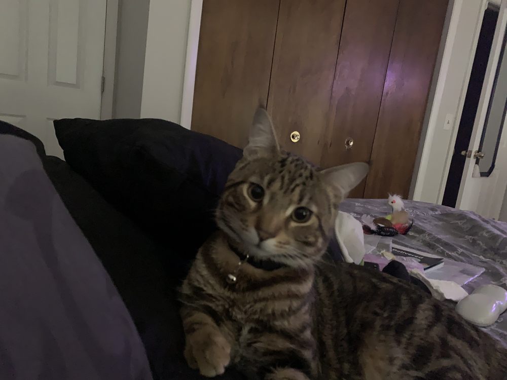 NORTHWEST ANIMAL HOSPITAL Updated August 2024 13 Reviews 10526