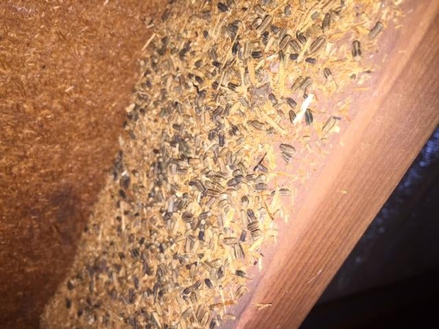 GERMANTOWN PEST CONTROL & TERMITE - Updated December 2024 - 310 Moore