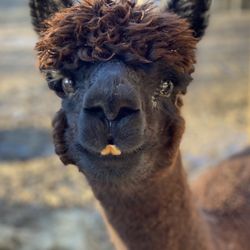 Morning Beckons Farm - Hey there!