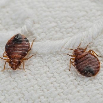 Fillmore Termite & Pest Control - Pest Control Near Me - Staten Island, New York