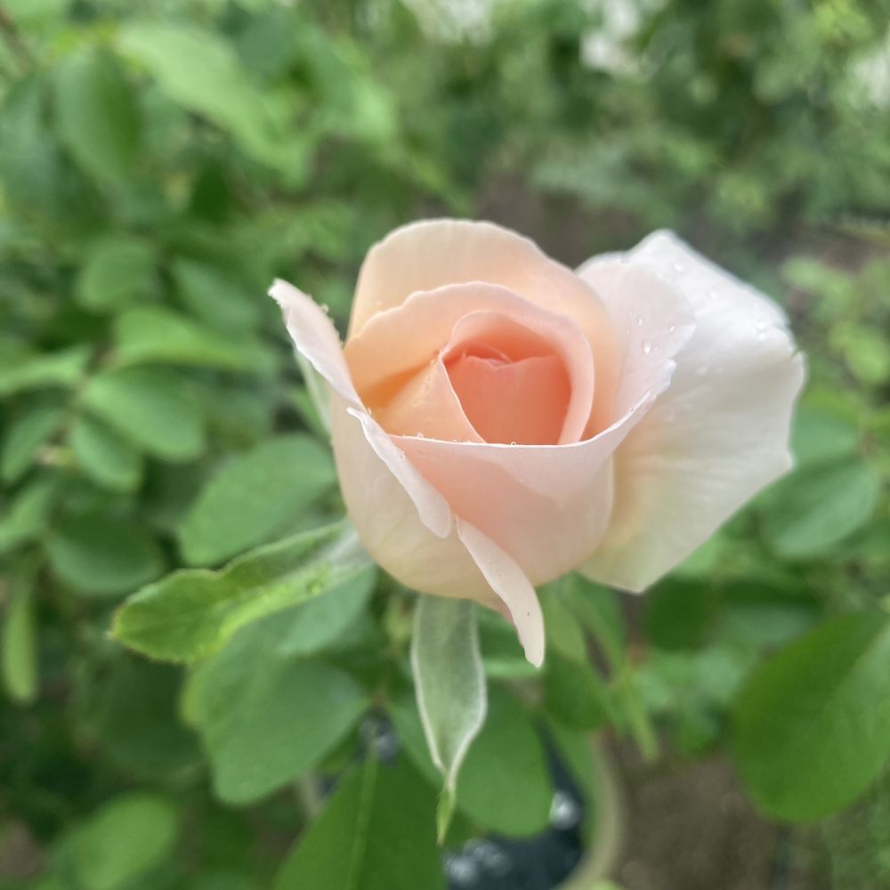 Nakanoshima Rose Garden