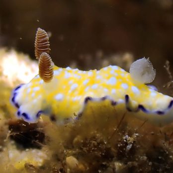 Three Tables Beach - white bump nudibranch - Beaches Near Me - Haleiwa, Hawaii Three Tables Beach - white bump nudibranch - Beaches Near Me - Haleiwa, Hawaii