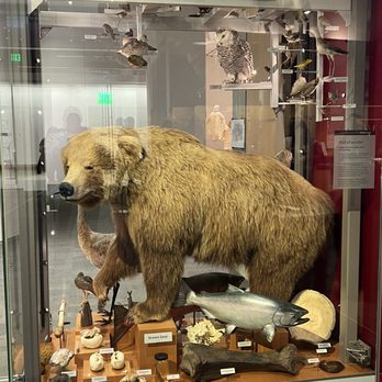 Alaska State Museum - Taxidermy - Art Museums Near Me - Juneau, Alaska