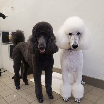 Scrub-A-Pup - Ody (black) Adonis (white) - Pet Groomers Near Me - San Mateo, California Scrub-A-Pup - Ody (black) Adonis (white) - Pet Groomers Near Me - San Mateo, California
