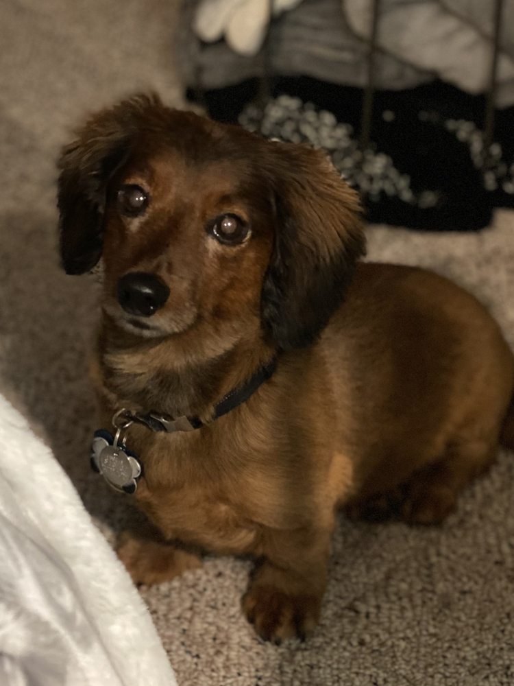 PET AND PRIDE GROOMING SALON Updated September 2024 12 Photos & 19 Reviews 690 Hwy 99