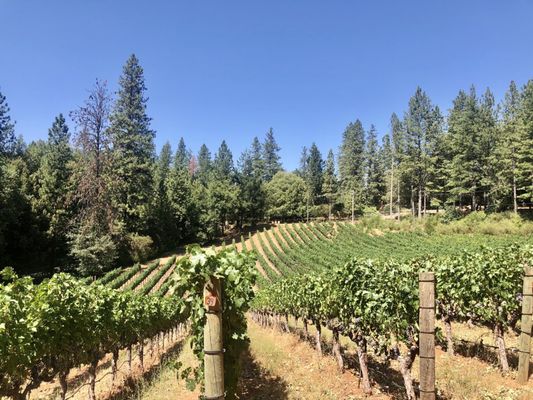 Red Cap Vineyards by null