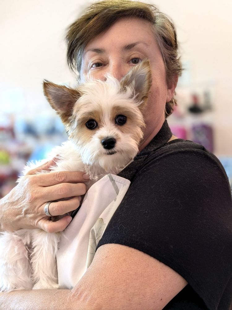 Zoomies Dog Spa Image