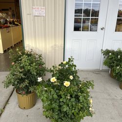 Grasso Girls Farm Market - Rose bushes