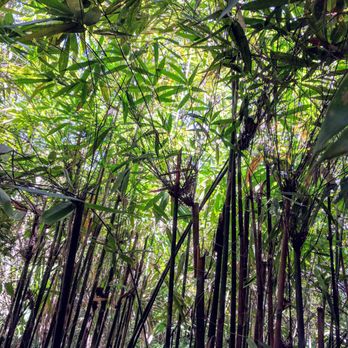 Philippine Tarsier Sanctuary - Let's play a game - find a Tarsier! - Community Service/Non-Profit Near Me - Corella, BOH Philippine Tarsier Sanctuary - Let's play a game - find a Tarsier! - Community Service/Non-Profit Near Me - Corella, BOH