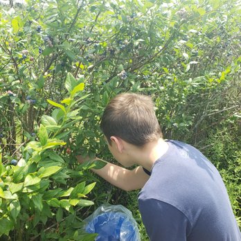 BLUEBERRY LANE FARMS - Updated December 2024 - 10 Photos - 13240