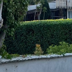 Gio’s Gardening Company