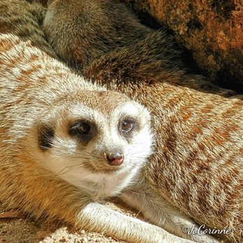 Cameron Park Zoo - Meerkats are so cute. Why can't we also keep them as pets xxx - Zoos Near Me - Waco, Texas Cameron Park Zoo - Meerkats are so cute. Why can't we also keep them as pets xxx - Zoos Near Me - Waco, Texas