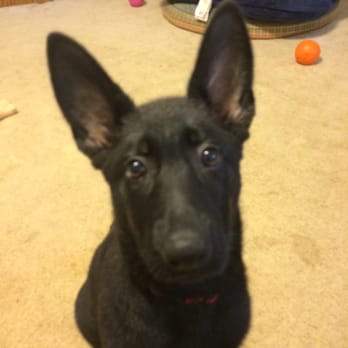 Central Dawgma - Shiny puppy! - Pet Training Near Me - Hagerstown, Maryland
