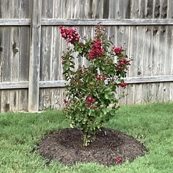 Maldonaldo Landscape & Irrigation - Crepe Myrtle