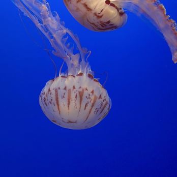 Monterey Bay Aquarium - August 2026- the jellies - Aquariums Near Me - Monterey, California