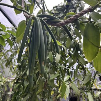 The Vanillerie - Vanilla pods - Attraction Farms Near Me - Kailua-Kona, Hawaii