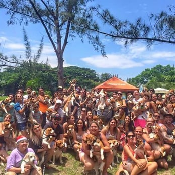 Clube do Totó - Encontro dos Beagles RJ no clube do totó - Sports Clubs Near Me - Rio de Janeiro, RJ
