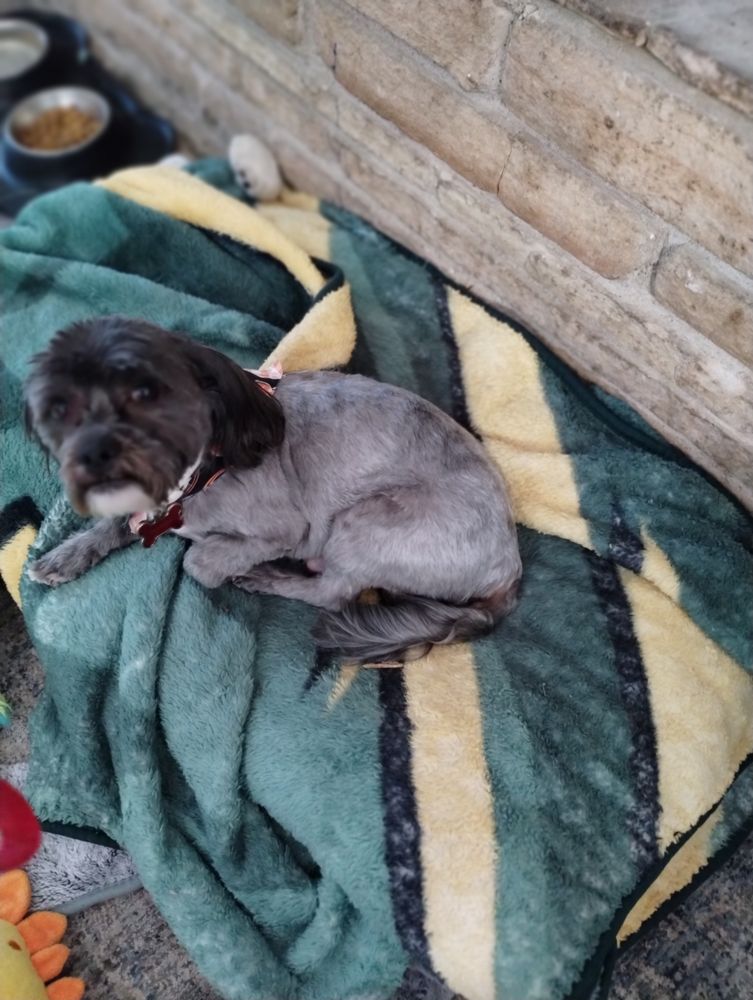 DOG GONE Updated September 2024 2816 West Wall St, Midland