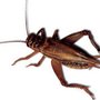 Photo of Evergreen Pest and Termite