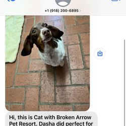 Broken Arrow Pet Resort & Spa - Dasha