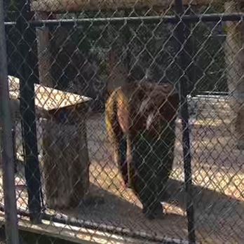 Animal Ark - Bear - Zoos Near Me - Reno, Nevada