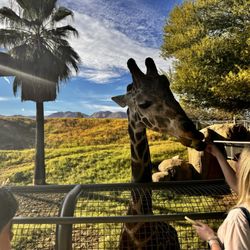 The Living Desert - Giraffe feeding so worth it any