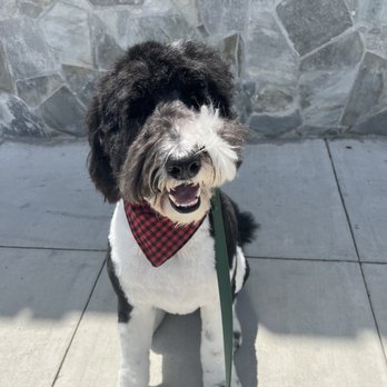 Posh Pooch - Dog, sheepadoodle - Pet Groomers Near Me - Seal Beach, California Posh Pooch - Dog, sheepadoodle - Pet Groomers Near Me - Seal Beach, California