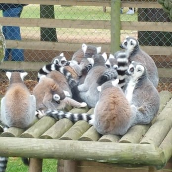 Wingham Wildlife Park - Zoos Near Me - Canterbury, KEN