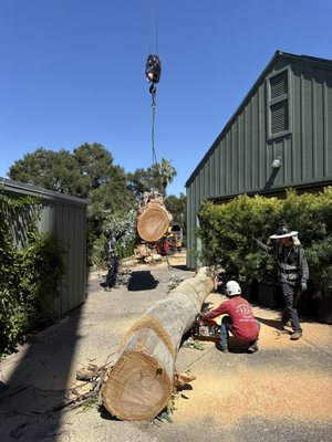 Natural Concept Tree Care on Yelp