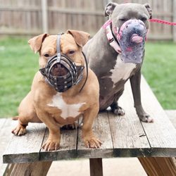 For Them Dog Training