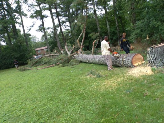 tree and stump removal and flower bed maintenance - tree and stump removal. flower bed maintenance tree and stump removal and flower bed maintenance - tree and stump removal. flower bed maintenance