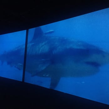 Bishop Museum - Planet shark - Museums Near Me - Honolulu, Hawaii