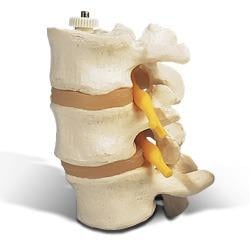 Natural Health Chiropractic Spine and Sports