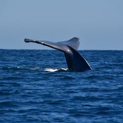 Whale Watch Cabo