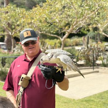 Catalina Falconry Experience - Active Life Near Me - Avalon, California Catalina Falconry Experience - Active Life Near Me - Avalon, California