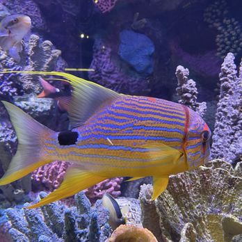 Aquarium At The Boardwalk - Cool - Aquariums Near Me - Branson, Missouri