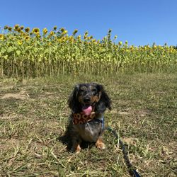 M & D Farms And Garden Center - Super friendly staff and amazing sunflower fields.