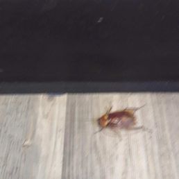 large roach