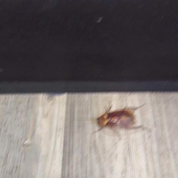 Eureka Hub Irvine - large roach - Shared Office Spaces Near Me - Irvine, California