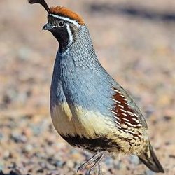 Red River Quail Farm