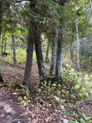 Cave Point County Park by null