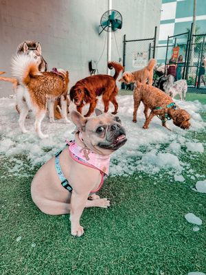 Barkyard n' Brews by null