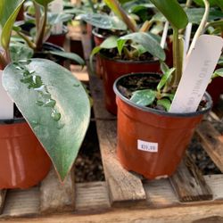 Plant & See Nursery
