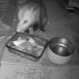 Pepper enjoying watermelon.