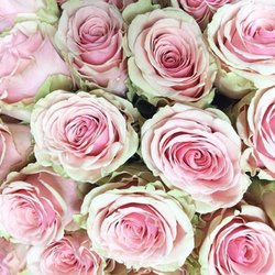 The Rose Emporium