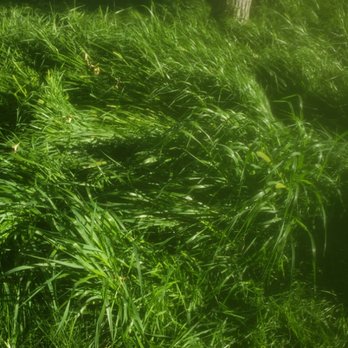 Fastline Handyman Services - Over grown - Lawn Services Near Me Fastline Handyman Services - Over grown - Lawn Services Near Me
