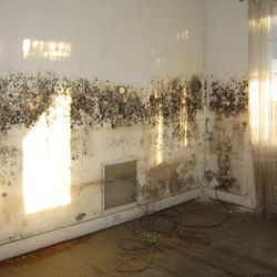 Fast Mold Testing