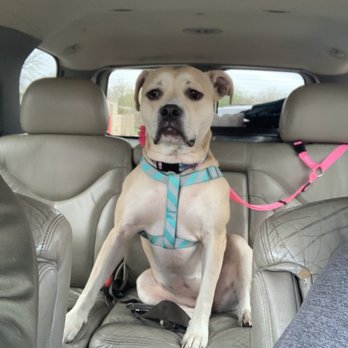 Sprinkle Road Veterinary Clinic - My sweet girl after her ear cleaning ! - Veterinarians Near Me - Kalamazoo, Michigan Sprinkle Road Veterinary Clinic - My sweet girl after her ear cleaning ! - Veterinarians Near Me - Kalamazoo, Michigan